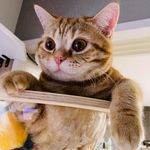 猫の気持ち