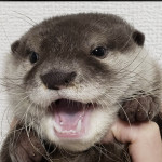 せにょりー太