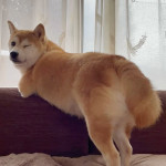 くがね