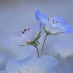 桜梅桃李