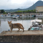 猫のちょーすけ