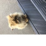 なめ猫
