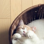 ベイダー卿