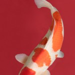 鯉三郎