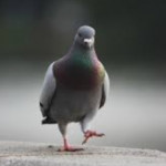 追い塩