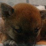 コアラ