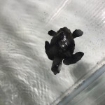 ヒーちゃん