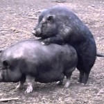 豚バラ男