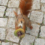 Hullmaqui