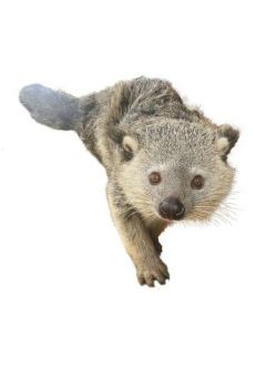 コツメカワウソ