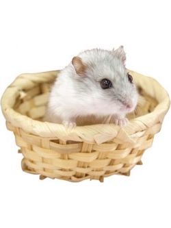 ハムちゃん