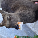 ブリチカ