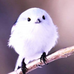 SISU