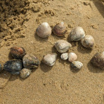 ぱい◯ん大好きっ子