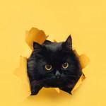老いた黒猫