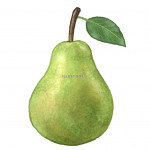 Pear