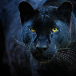 エクスペリエンス