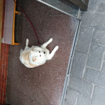 ししろん