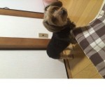 初心者ですお