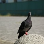 ちくわ二郎