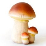きのこの里