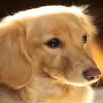 犬の気持ち