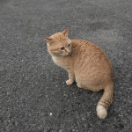 つばさ