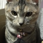 トクちゃん