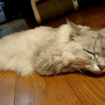 ソルティーシュガー